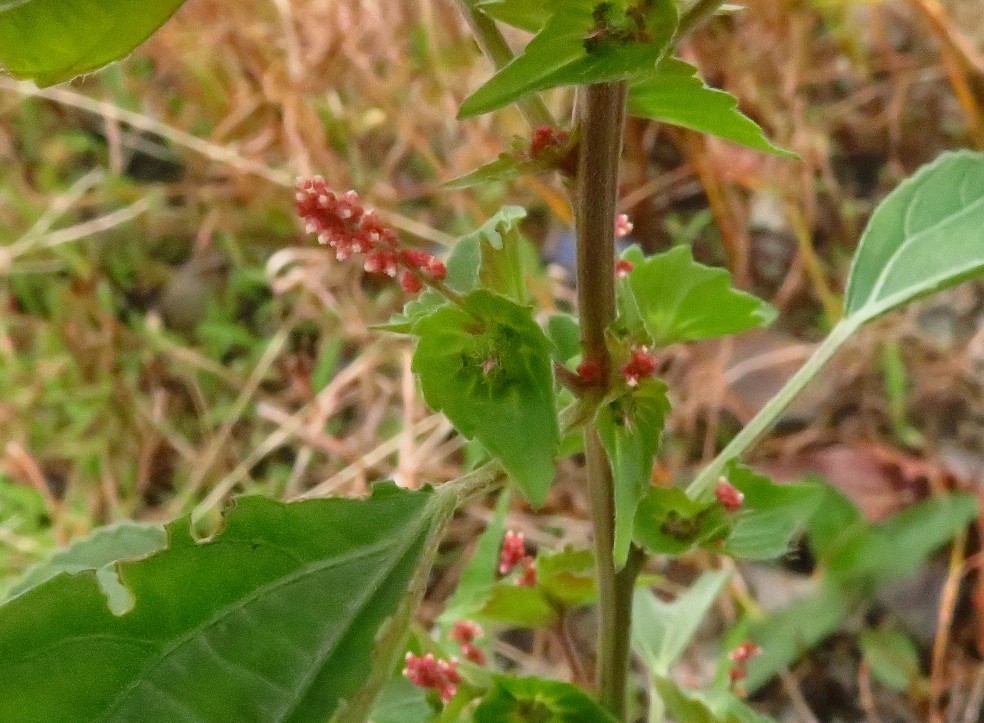 河原決明　豆朝顔　小蜜柑草　榎草_a0018655_09550733.jpg