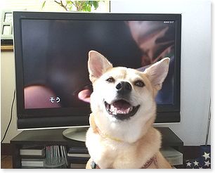 番犬ハナとmix犬サクのおさんぽ毎日
