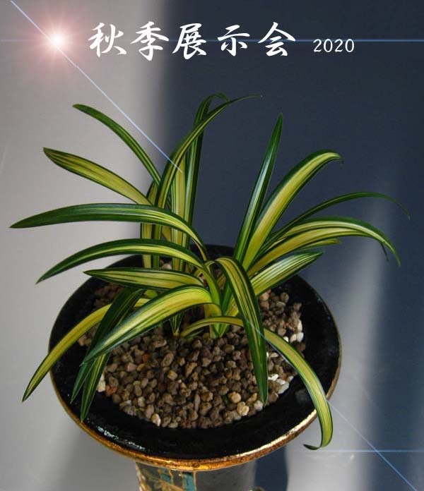 秋季展示会2020                               No.2050_d0103457_15400217.jpg
