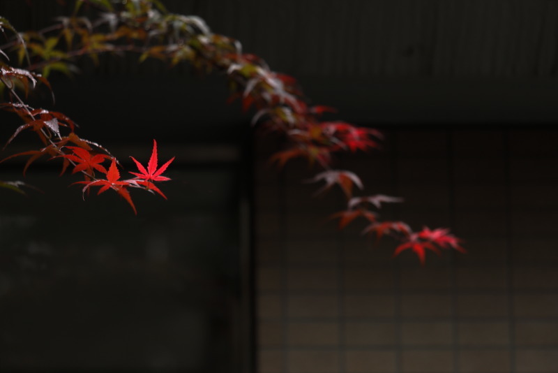 紅の気配_c0264464_17143075.jpg