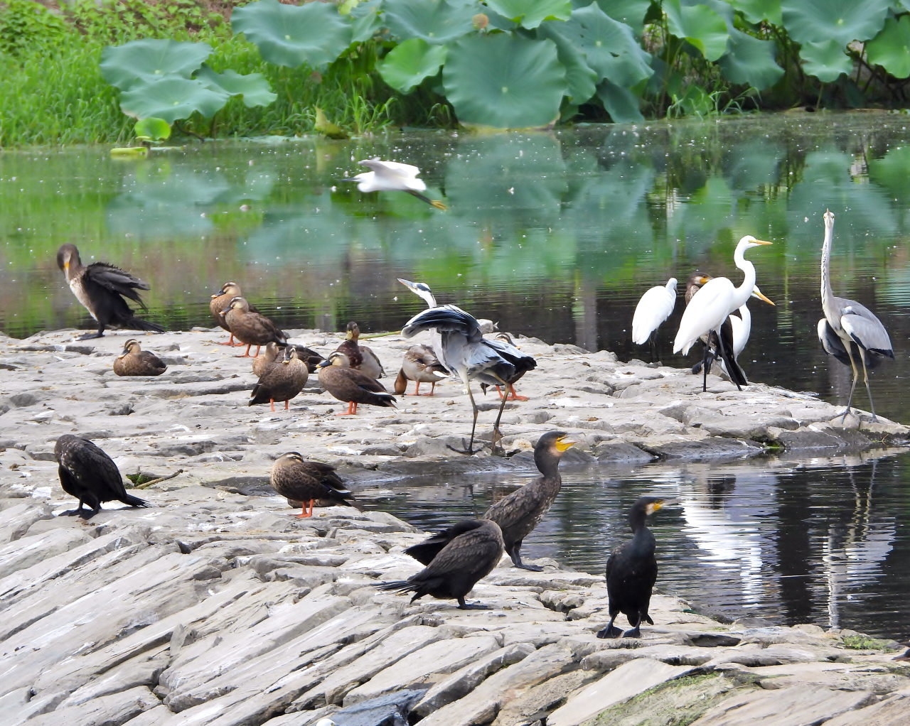 さくらさくらに ウ、サギ、カモも_c0305565_17174091.jpg