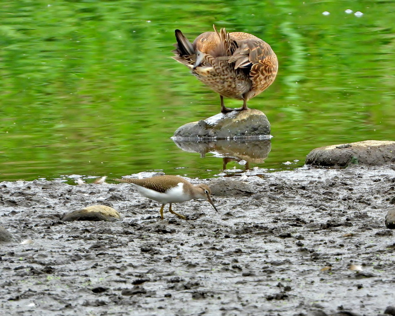 さくらさくらに ウ、サギ、カモも_c0305565_17181700.jpg