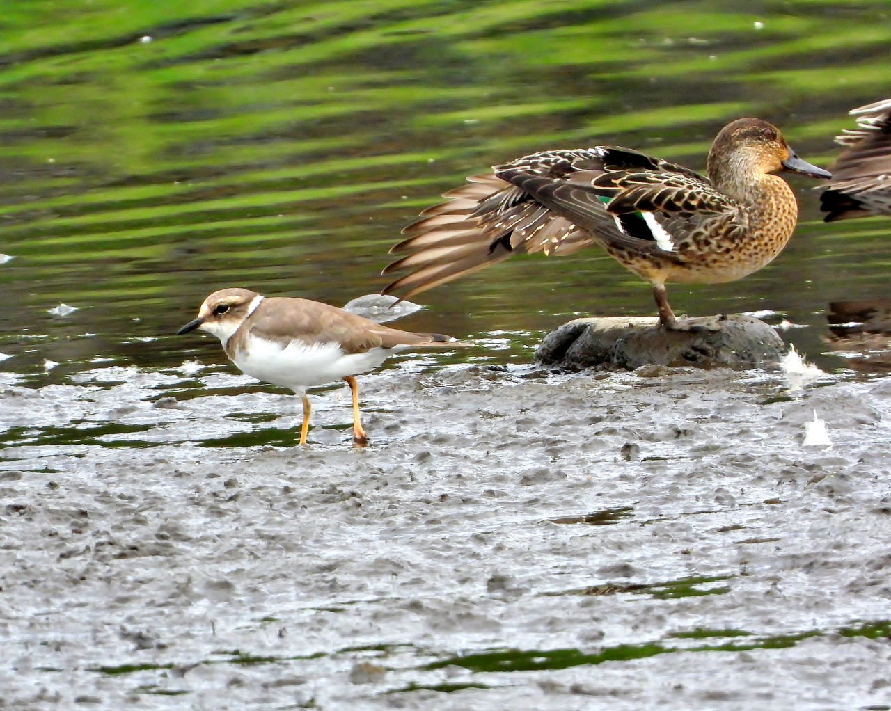 さくらさくらに ウ、サギ、カモも_c0305565_17201528.jpg