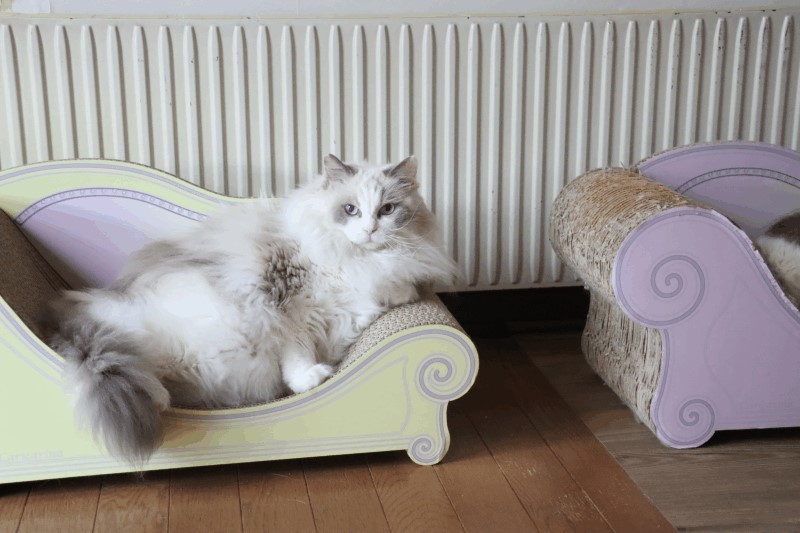 カリカリーナ コウちゃん Blue Moon ラグドール