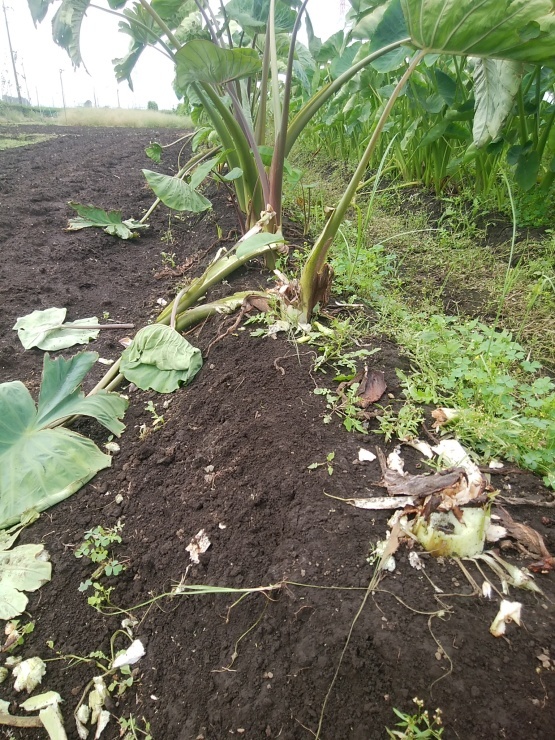 よほど食べ物がないんだね カラス_d0225575_08525503.jpg