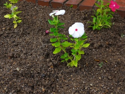 ガーデンふ頭総合案内所前花壇の植替えR2.9.14_d0338682_10161938.jpg
