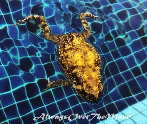 どざえもん Always Over The Moon