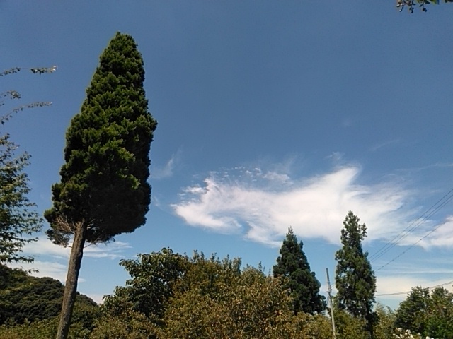 🌰 栗拾い始まりました~ 🌰_c0280108_01125389.jpg