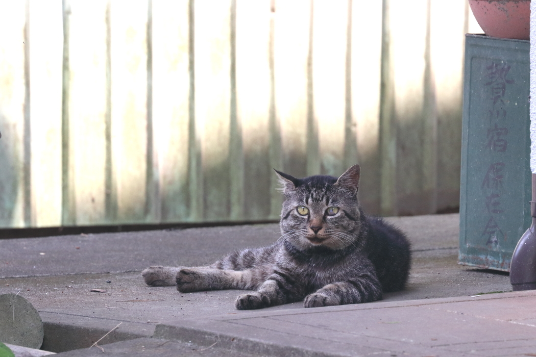 かかしの里　- 2019年夏・秩父 -_b0190710_22364748.jpg