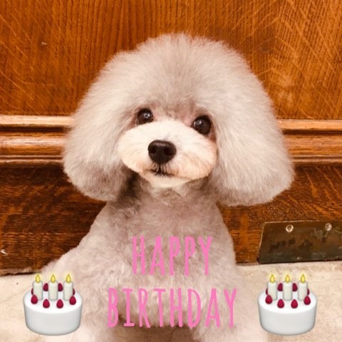 ☆ Happy Birthday ・ エルフィちゃん ☆_d0060413_17345956.jpg