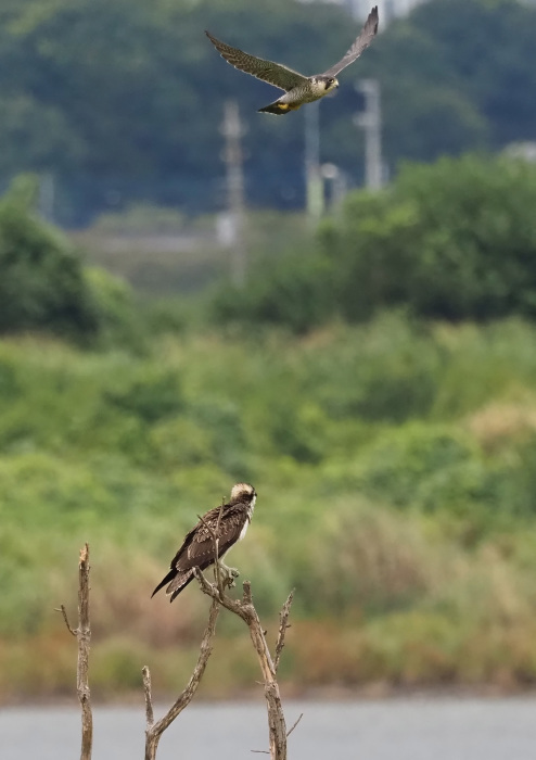 ハヤブサがミサゴに挨拶に_d0290240_17501016.jpg