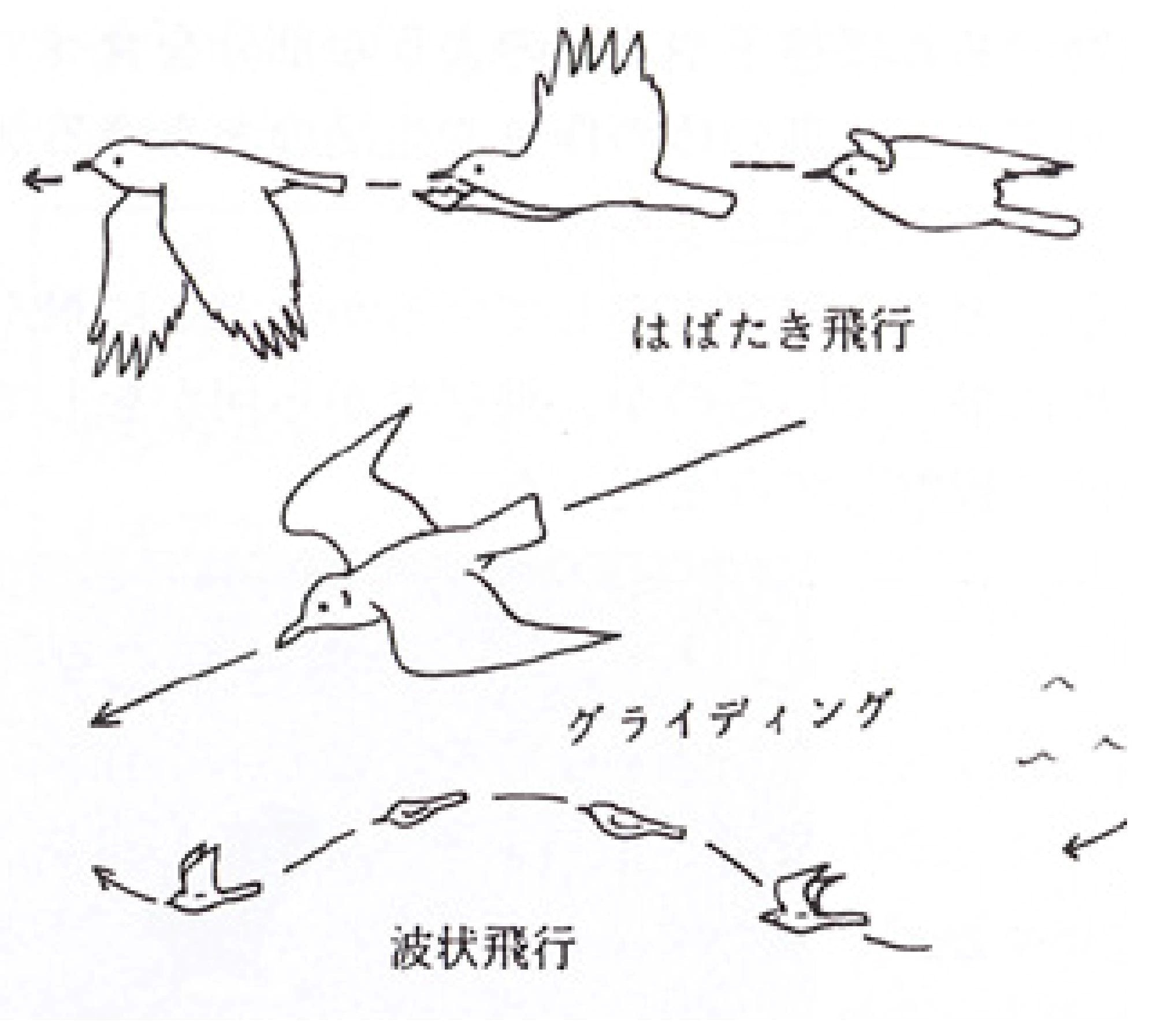 アメリカコガラ Chickadee ～ 波状飛行_b0135948_07482059.jpg