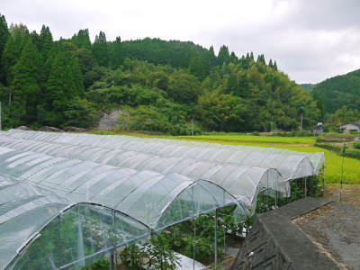 甘熟いちじく 令和2年度の出荷は残り4回!定数になり次第終了します!ご注文はお急ぎ下さい!_a0254656_18251842.jpg