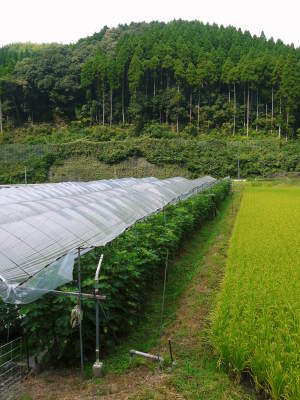 甘熟いちじく 令和2年度の出荷は残り4回!定数になり次第終了します!ご注文はお急ぎ下さい!_a0254656_18253158.jpg