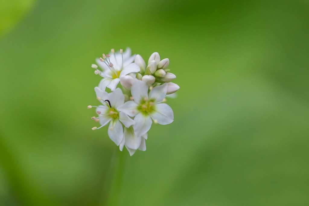 ソバの花_f0044056_11055009.jpg