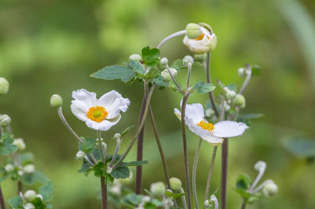 ソバの花_f0044056_11072330.jpg