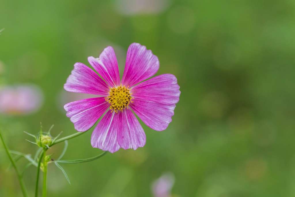 ソバの花_f0044056_11084293.jpg