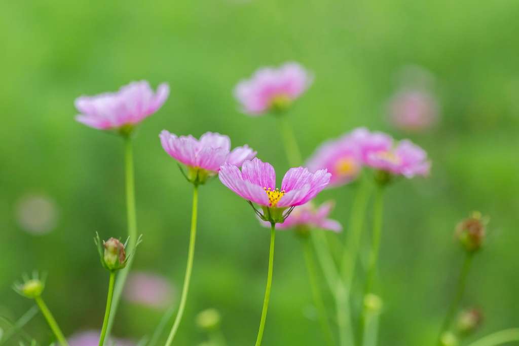 ソバの花_f0044056_11090788.jpg