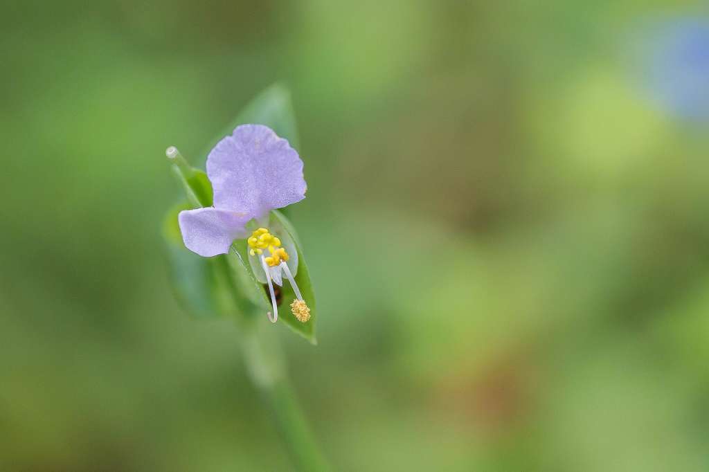 ソバの花_f0044056_11112091.jpg