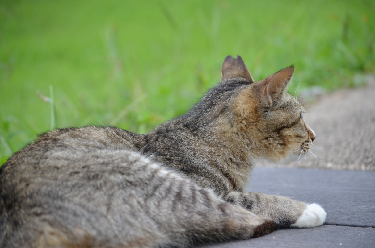 猫 の公園に釣り人 Nature World Flyfishing 猫 の公園に釣り人 Nature World Flyfishing