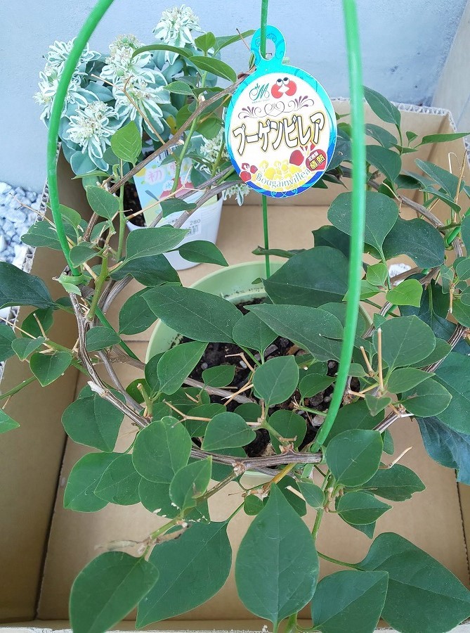 Monthly Diary【2020 August】短い夏休み。娘はお菓子&お料理作り&ミニチュアフード作り、息子は塾&部活&釣り&多肉、私はガングリオン発生。ブルーレイだけ見れない現象。_e0374581_13242475.jpg