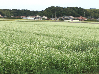 秋晴れの連休スタート。_a0391189_20130447.jpg