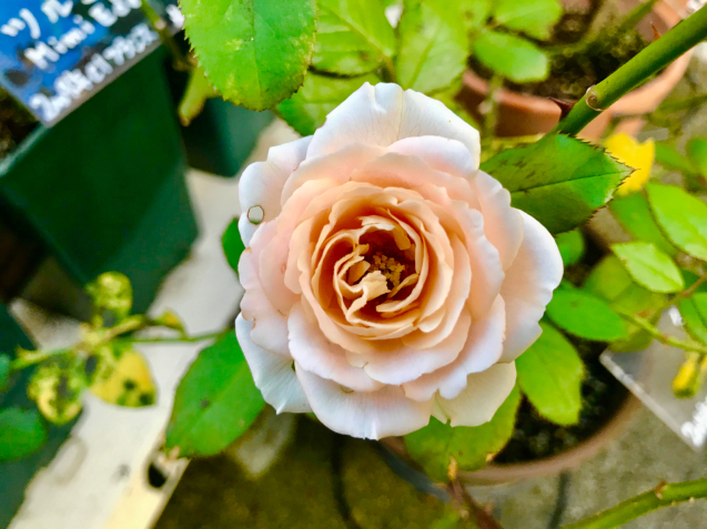 玄関ポーチの多肉と薔薇_c0403691_21195292.jpg