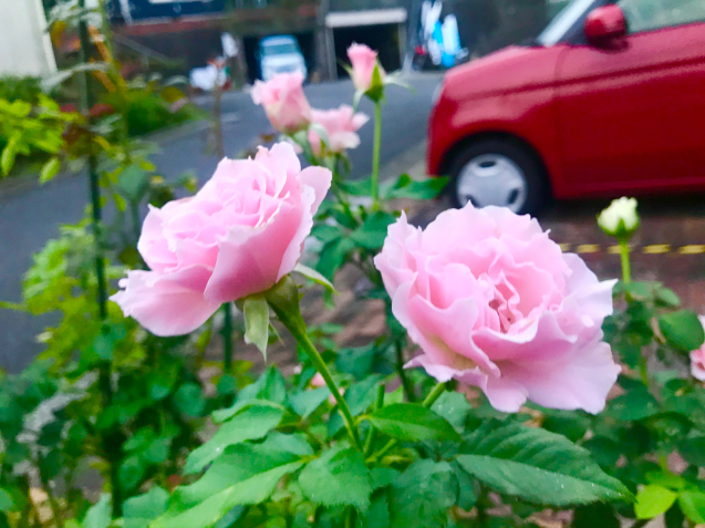 玄関ポーチの多肉と薔薇_c0403691_21195987.jpg