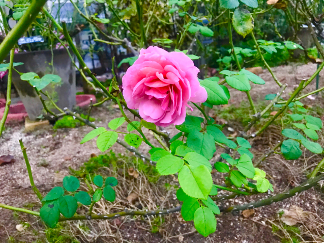 玄関ポーチの多肉と薔薇_c0403691_21203952.jpg