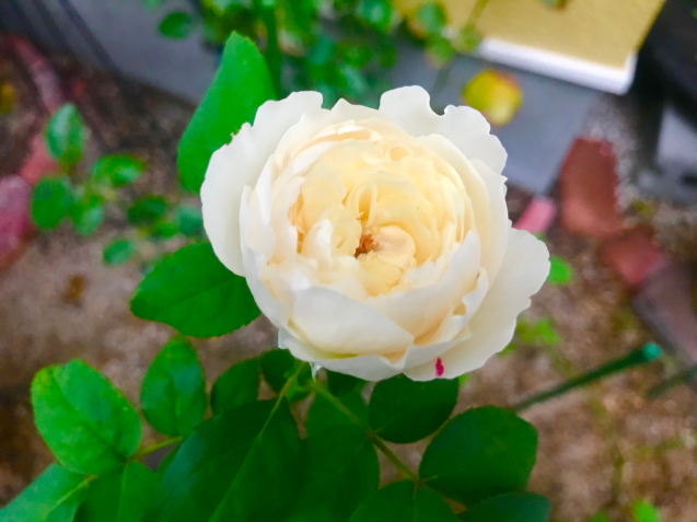 玄関ポーチの多肉と薔薇_c0403691_21204422.jpg