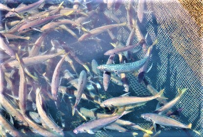 骨が硬い魚ランキング 石丸謙二郎
