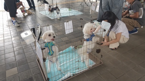 成犬譲渡会@沼津市役所!_d0050503_22302821.jpg