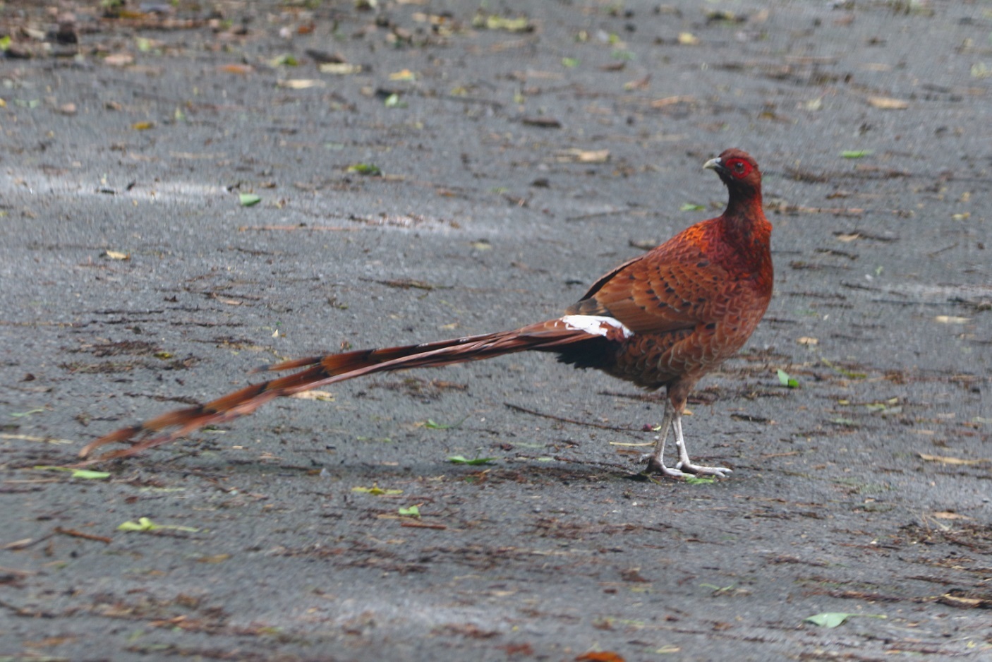 コシジロヤマドリ 超ラッキー ふるさと加世田から