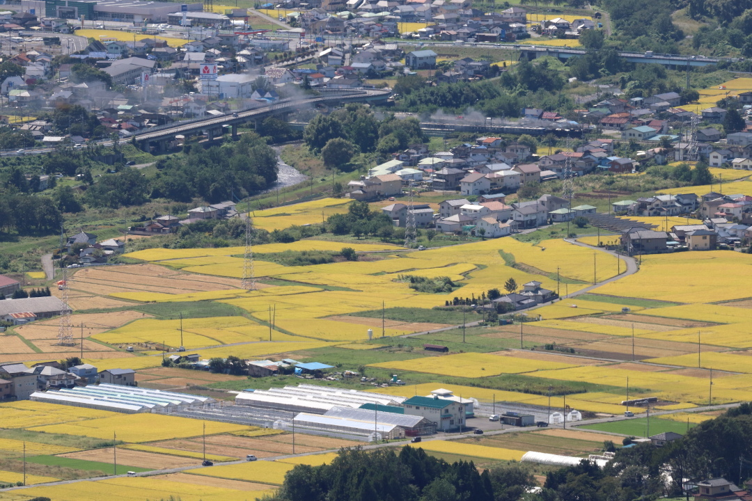 秋晴れに黄金の稲穂　- 2020年初秋・上越線 -_b0190710_18135734.jpg