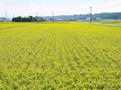 七城米 長尾農園 今年も美しく順調に成長中!稲刈り前の様子!稲刈りは10月10日前後からスタートです!_a0254656_17451343.jpg