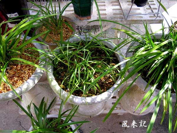 秋季展示会2020                               No.2050_d0103457_15345628.jpg
