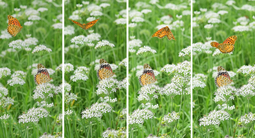 韮の花畑に集う、ツマグロヒョウモン達(2020/09/mid)At various locations_d0387460_19202288.jpg