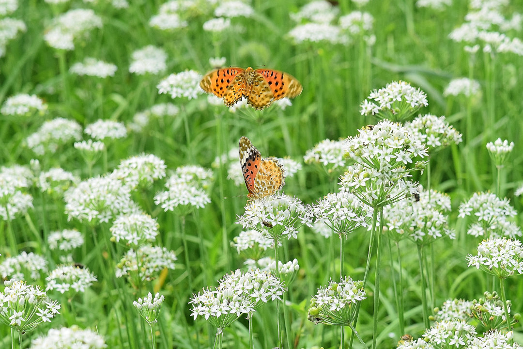 韮の花畑に集う、ツマグロヒョウモン達(2020/09/mid)At various locations_d0387460_19203088.jpg