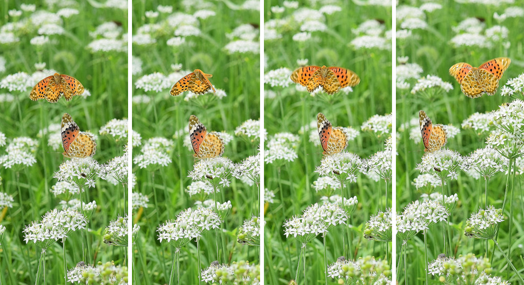 韮の花畑に集う、ツマグロヒョウモン達(2020/09/mid)At various locations_d0387460_19203883.jpg