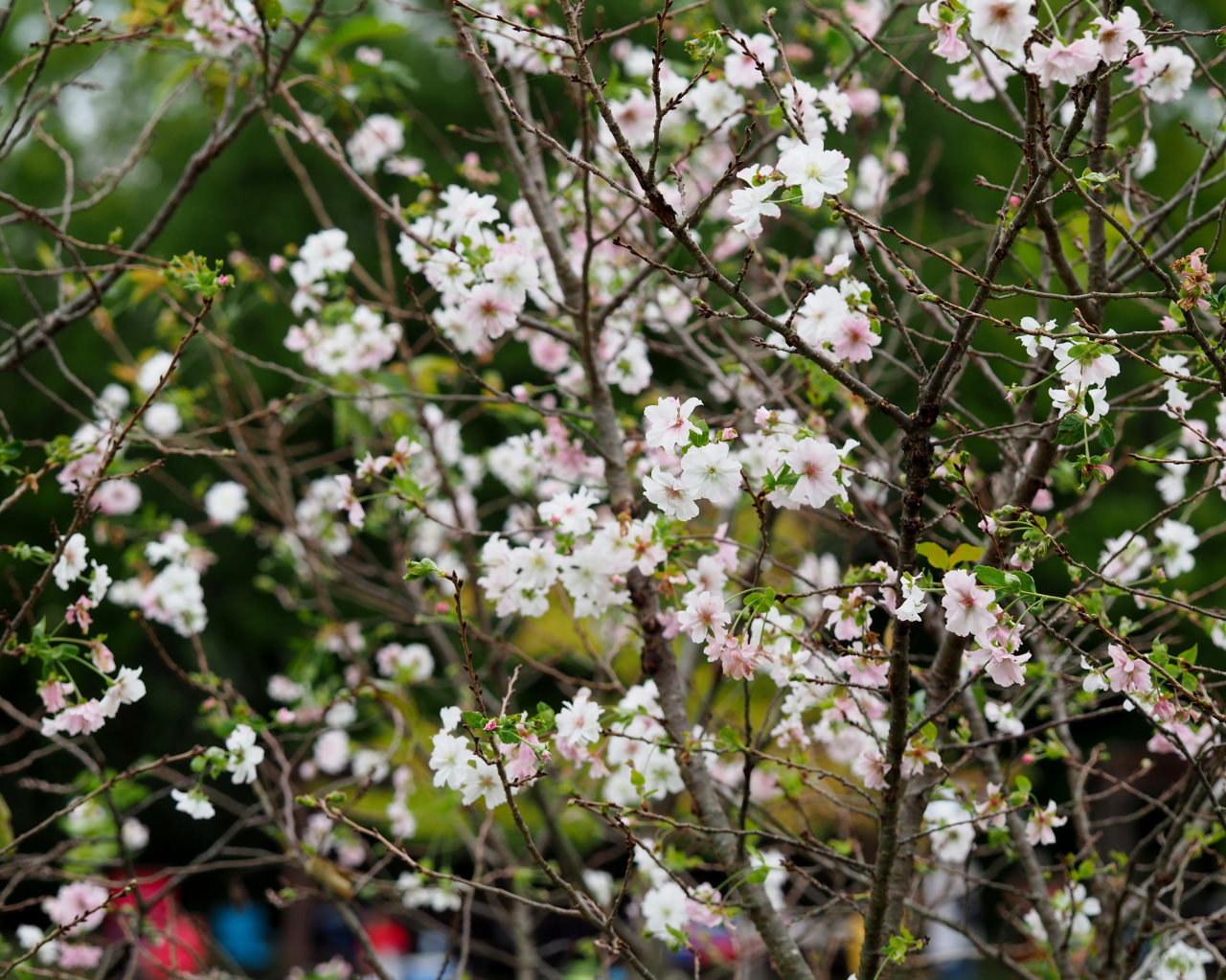 昨日は彼岸の入り_c0305565_17562919.jpg