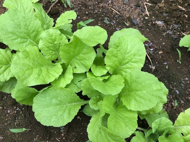白菜間引き・移植、春キャベツ種蒔き9・20_c0014967_19213501.jpg
