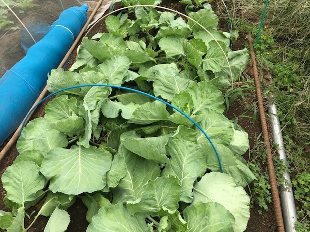 白菜間引き・移植、春キャベツ種蒔き9・20_c0014967_19254796.jpg