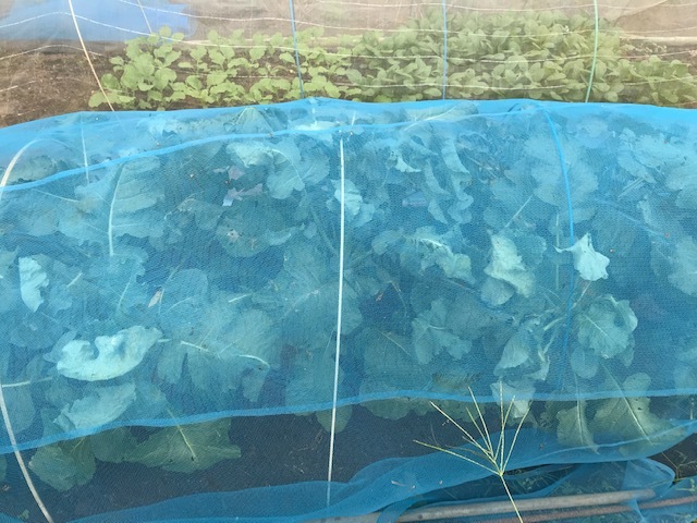 白菜間引き・移植、春キャベツ種蒔き9・20_c0014967_19255970.jpg