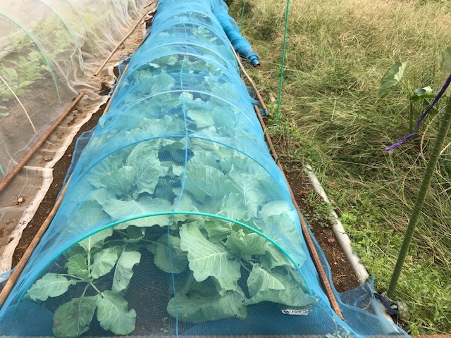 白菜間引き・移植、春キャベツ種蒔き9・20_c0014967_19263154.jpg
