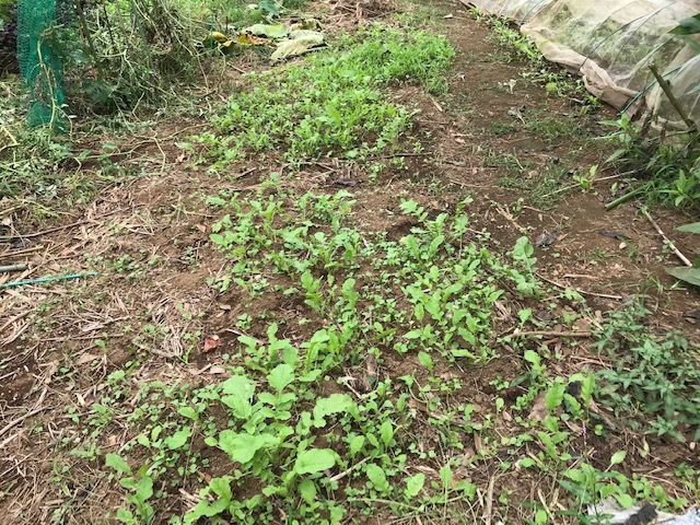 白菜間引き・移植、春キャベツ種蒔き9・20_c0014967_19333092.jpg