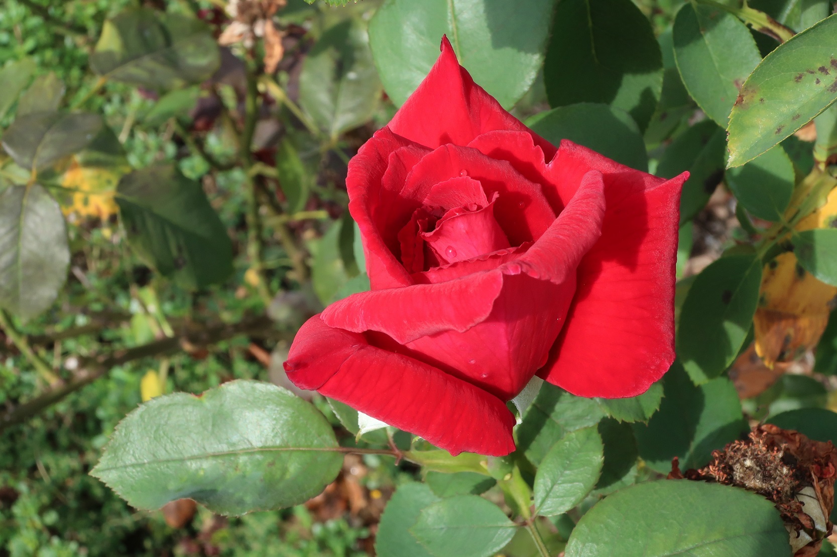 9月の薔薇に癒されて　　　～坂城のバラ園～_a0107574_20480384.jpg