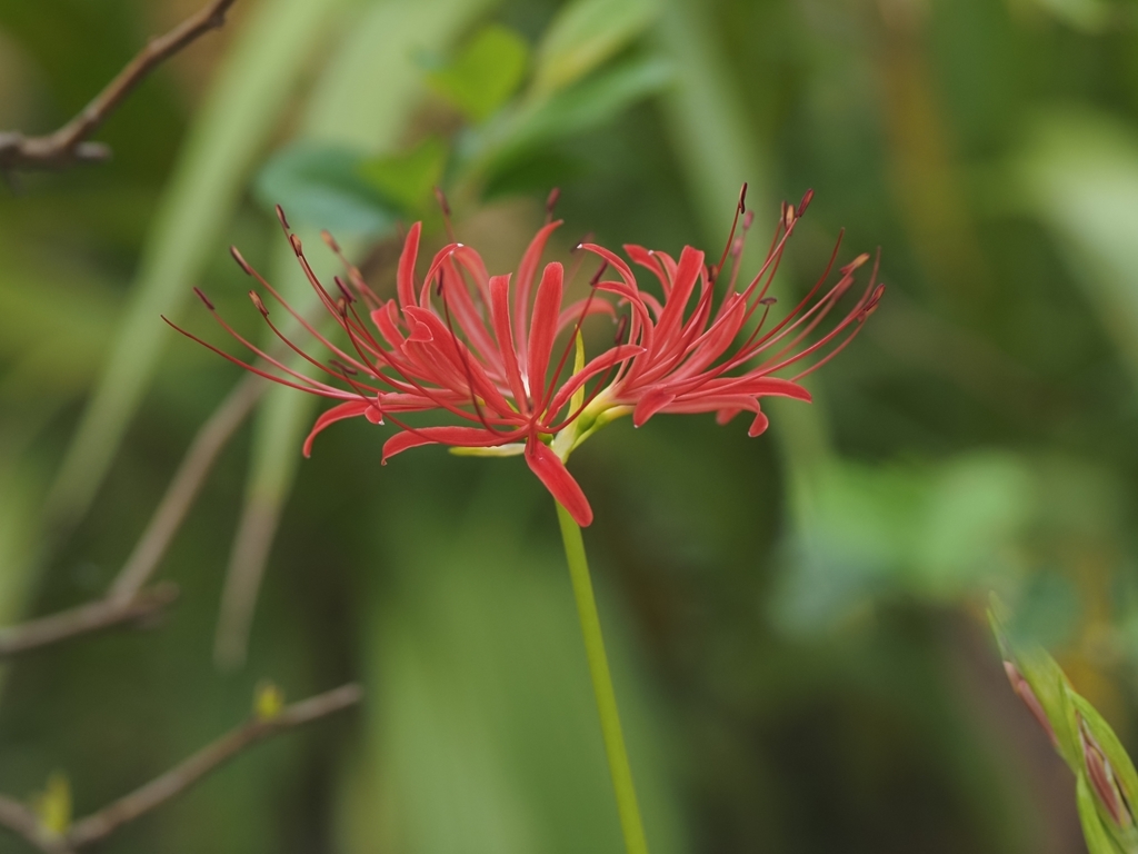 開花確認 雑草園の曼珠沙華_f0224100_08590620.jpg