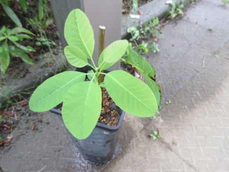 スモークツリー植え替え おしゃべりねこ スモークツリー植え替え おしゃべりねこ