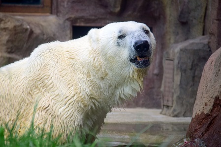 東京・上野動物園の苦闘の繁殖記録(2) ~ ユキコからレイコ、そしてデアへのバトン......老舗動物園の悲願_a0151913_0204929.jpg