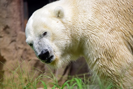 東京・上野動物園の苦闘の繁殖記録(2) ~ ユキコからレイコ、そしてデアへのバトン......老舗動物園の悲願_a0151913_0343794.jpg